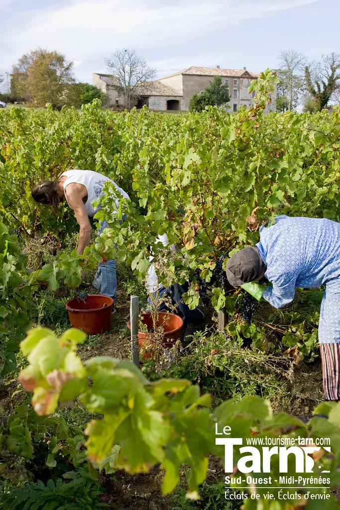 Les vendanges à Cahuzac sur Vère