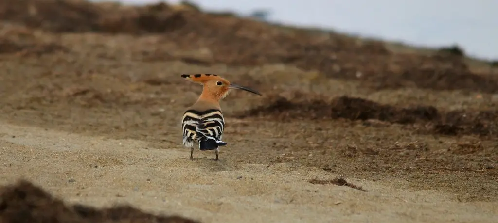 Huppe fasciée (2) - Upupa epops - Oiseaux - Ornithologie - Birds - Canet en Roussillon - Étang de St Nazaire