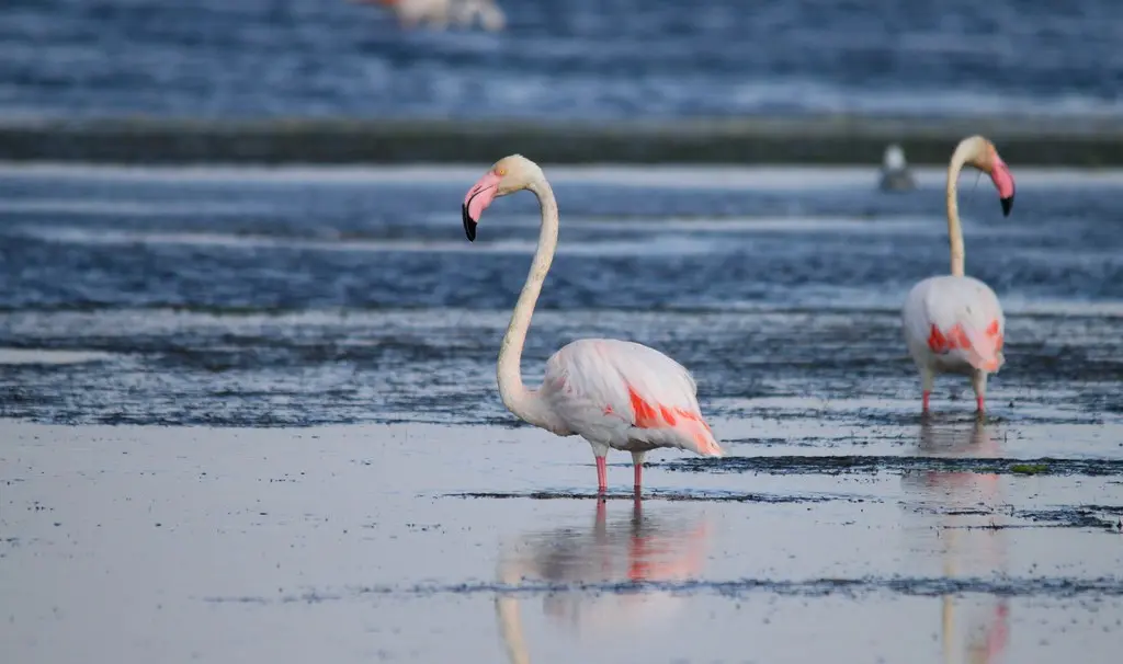 Flamant Rose (6) - Phoenicopterus roseus - Oiseaux - Ornithologie - Birds - Canet en Roussillon - Étang de St Nazaire