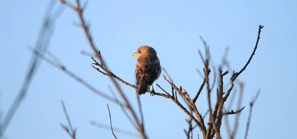Pie Grièche à tête Rousse - Lanius senator - Oiseaux - Ornithologie - Birds - Canet en Roussillon - Étang de St Nazaire