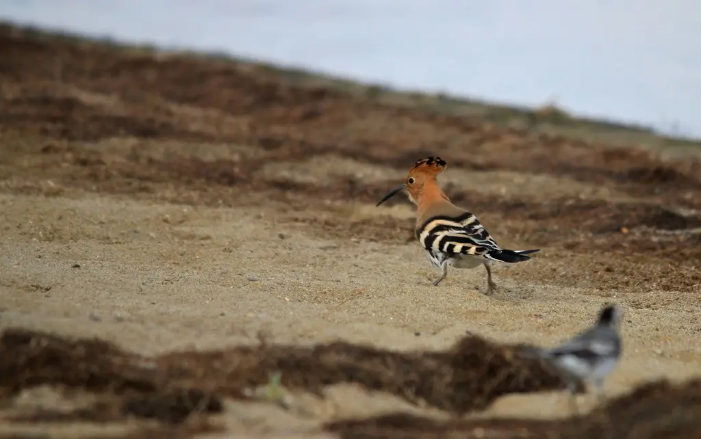 Huppe fasciée (1) - Upupa epops - Oiseaux - Ornithologie - Birds - Canet en Roussillon - Étang de St Nazaire