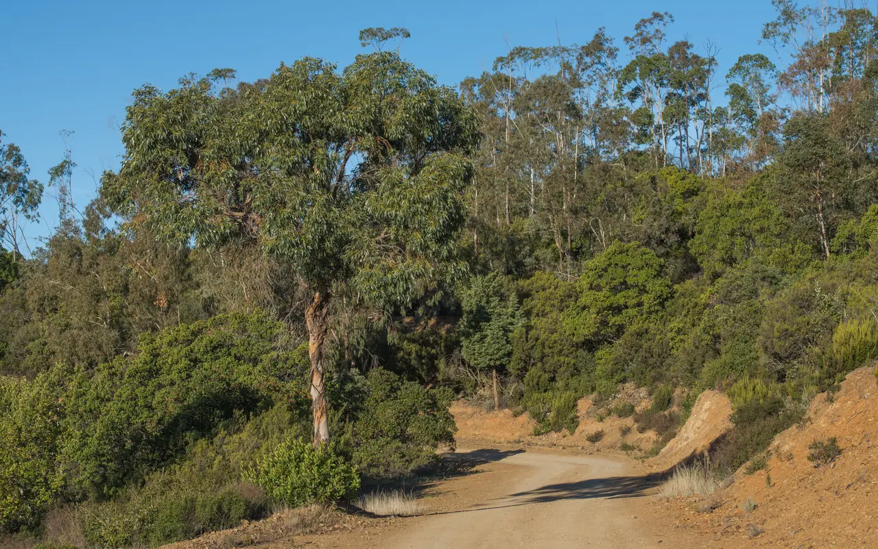 File:Eucalyptus, Cessenon-sur-Orb 01.jpg