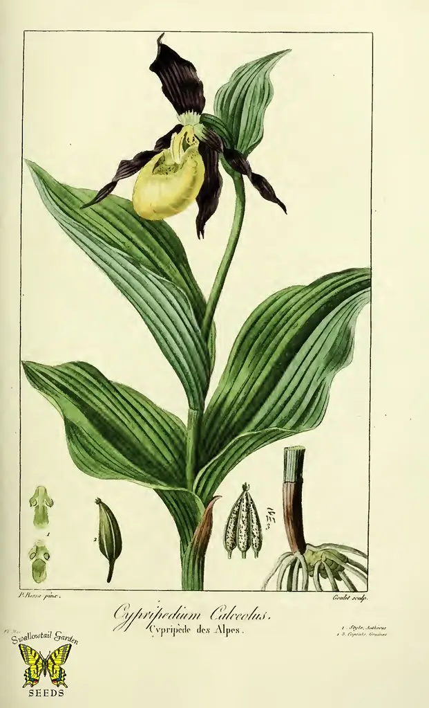 Yellow lady's slipper orchid. Cypripedium calceolus. Claret colored petals. Brilliant yellow, slipper shaped flowers. Native to Europe, Russia, and Asia. Herbier general de l'Amateur, tome 1 (1817-1827)