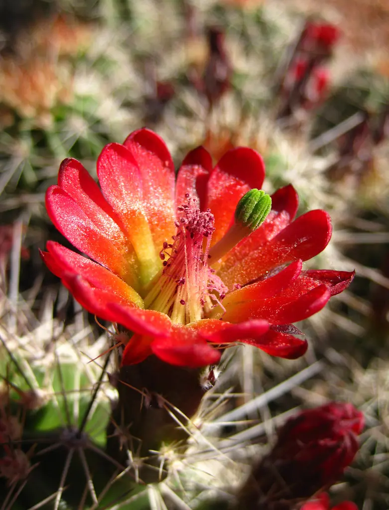Claret Cup Cactus