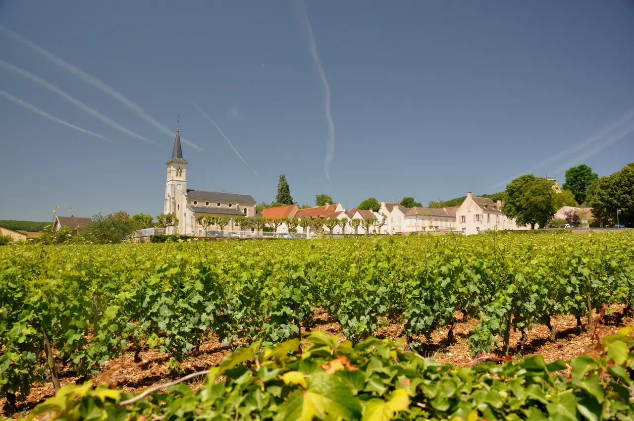 Aloxe-corton entre vignes