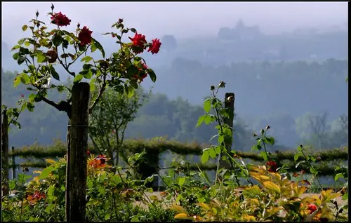 Entre vigne et brouillard, Saint Emilion