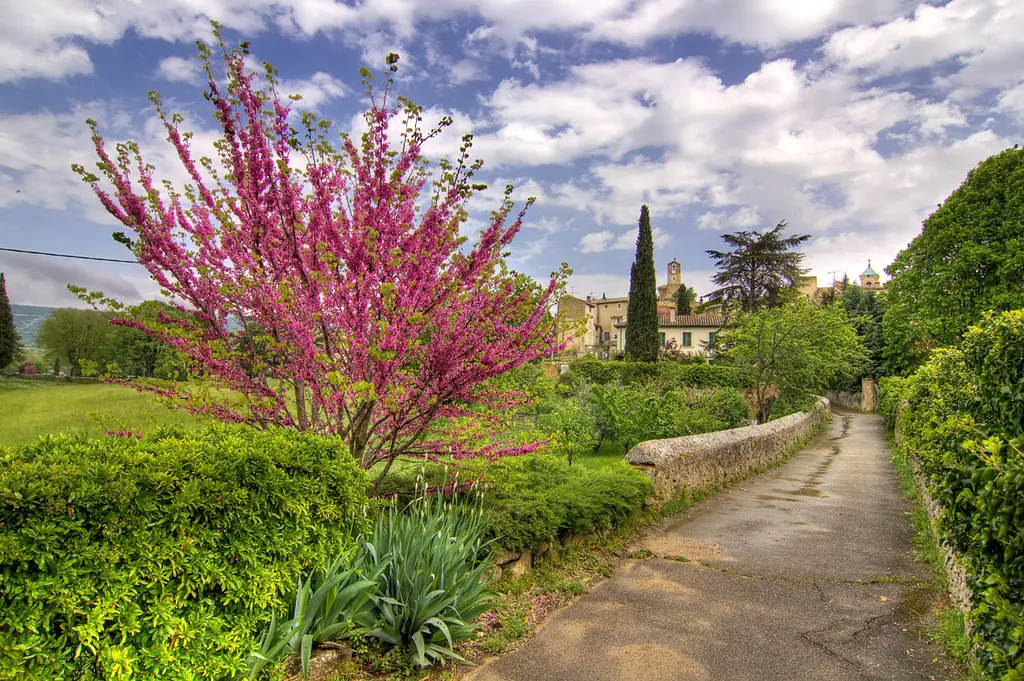 Luberon fleuri