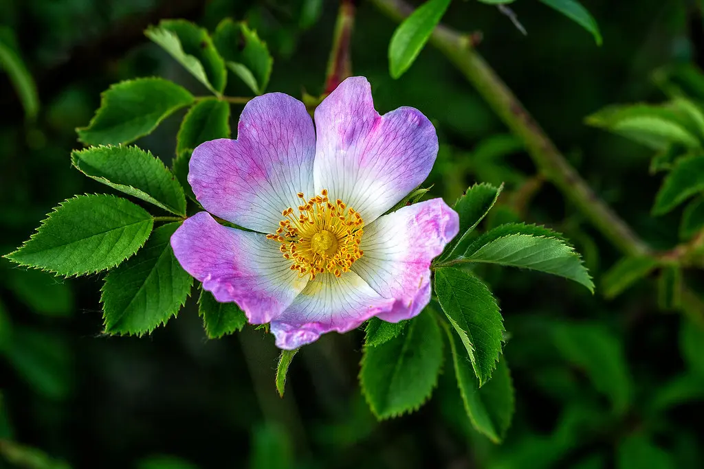 “ allons sous la chamille, ou l’églantier fleuri, dans l’ombre ou sont les grands chuchottementes des chênes » Victor Hugo.