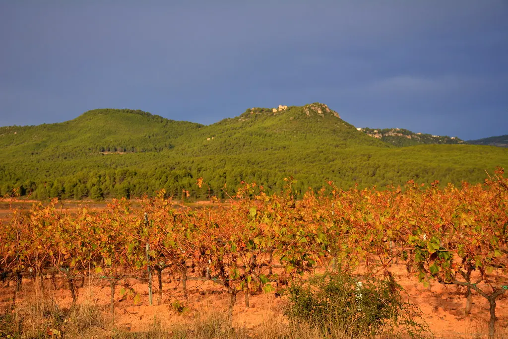 Matinada de Tardor al Terme de Torrelles de Foix, Alt Penedès.