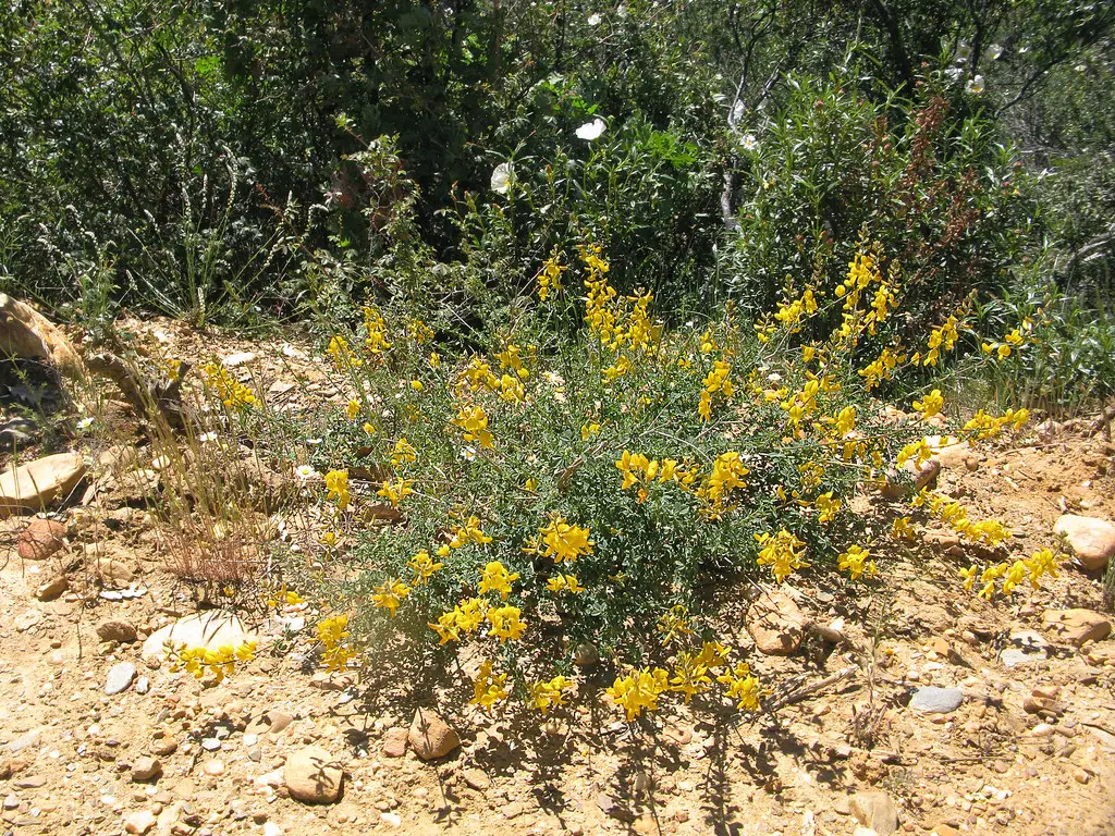 Adenocarpus * Ginesta