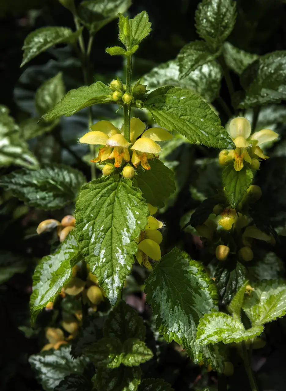 (MHNT) Lamium galeobdolon - Inflorescence - Les Martels, Giroussens Tarn