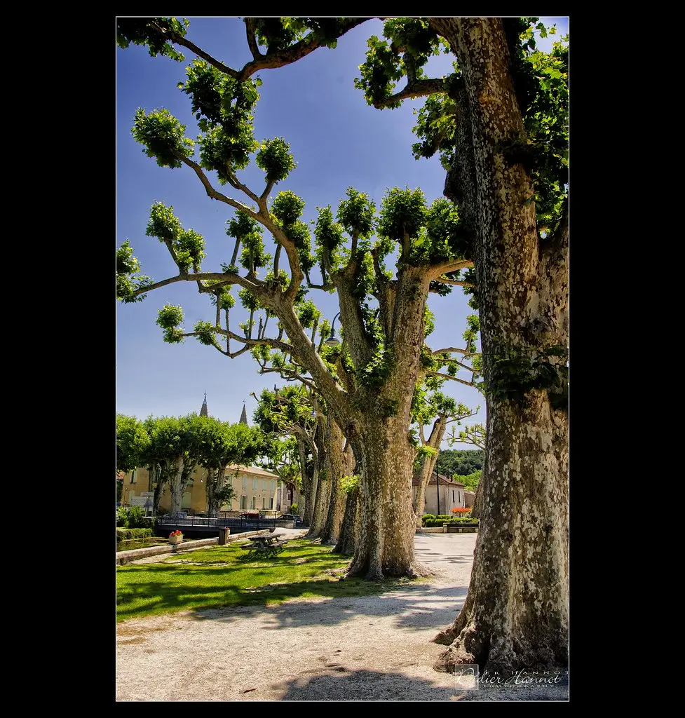 The plane trees of Goudargues | Les platanes de Goudargues - #DH127 Post-traitement | Post-processing