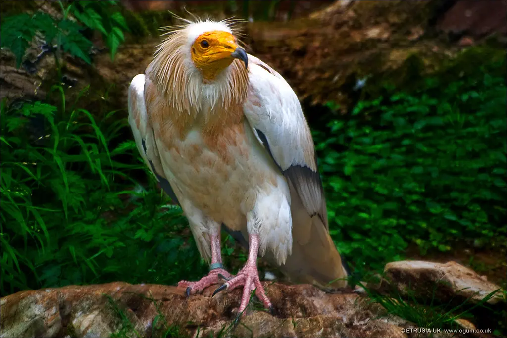 Gramat Eagle