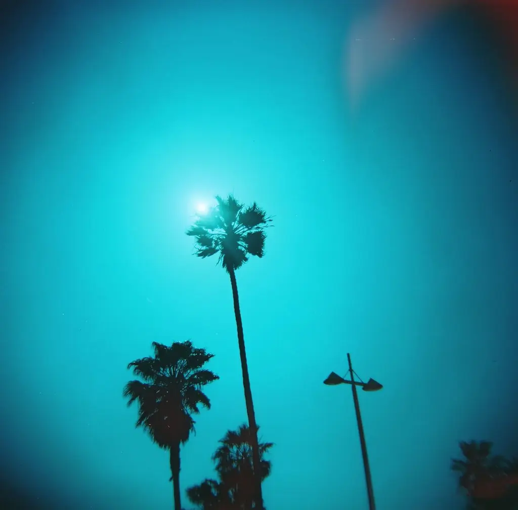 la palm.2