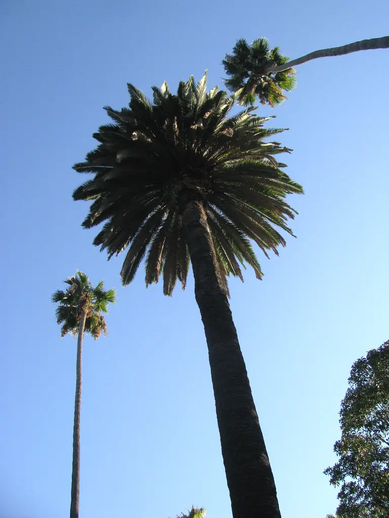 LA Palm Trees
