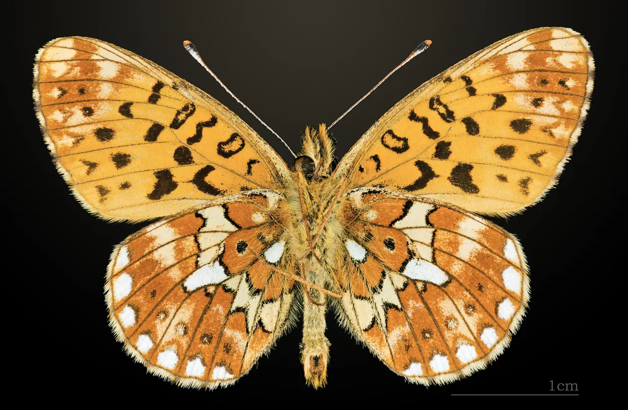 File:Grand collier argenté MHNT CUT 2013 3 21 Lalbenque Ventre.jpg