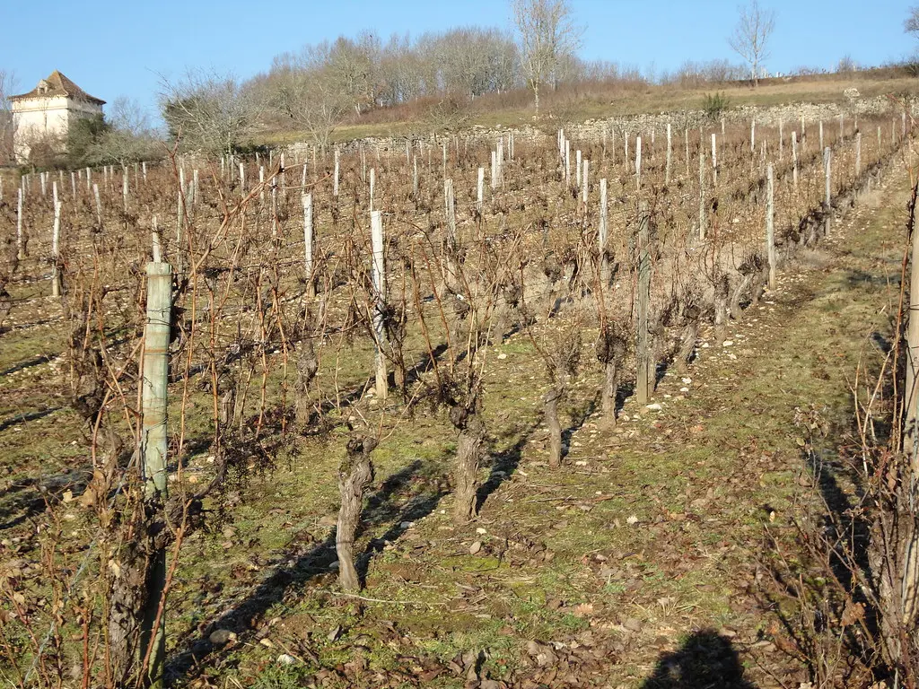 vignoble du cahors hiver 2012 luzech 030