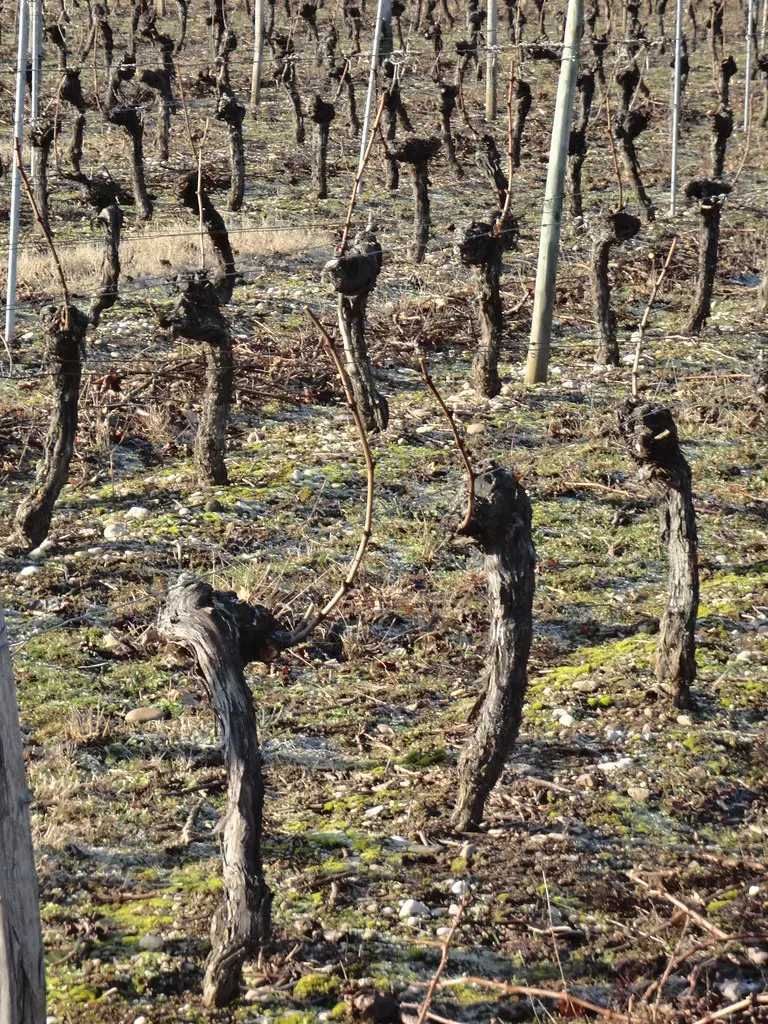 vignoble du cahors hiver 2012 luzech 039