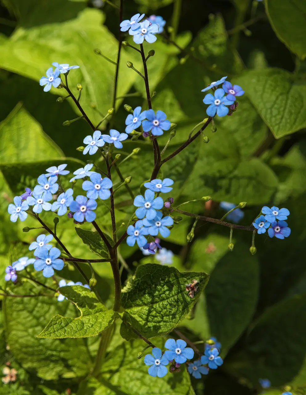 (MHNT) Brunnera macrophylla, flowers - Les Martels, Giroussens Tarn