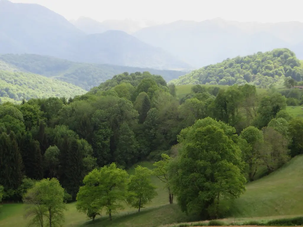 Forêts de Mourle et de Très Crouts, entre Saint Vincent et Montaud, Béarn, Pyrénées Atlantiques, Aquitaine.