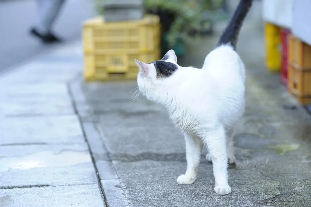 20130803 Odo 7