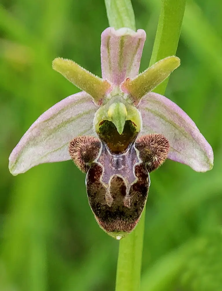 Ophrys × nouletii 06 - cropped