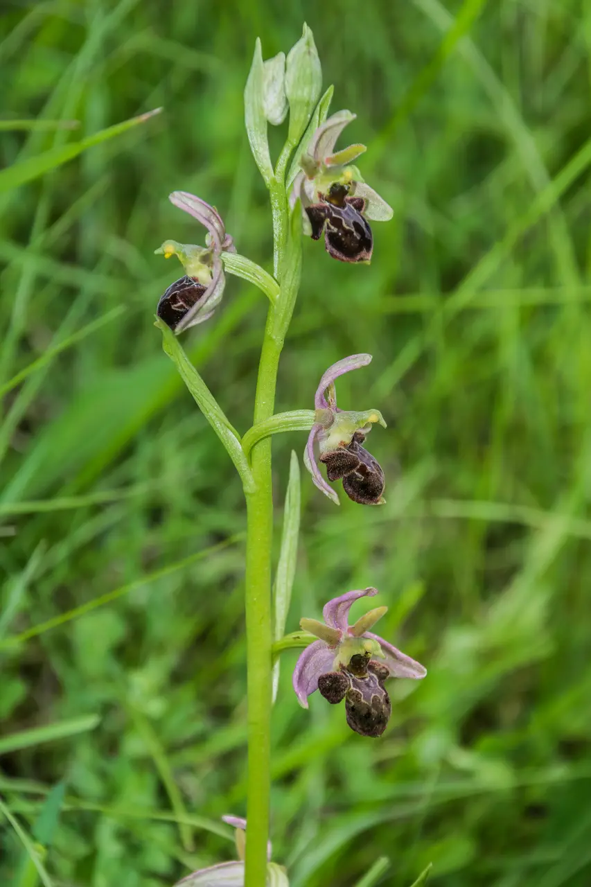 File:Ophrys × nouletii 05.jpg