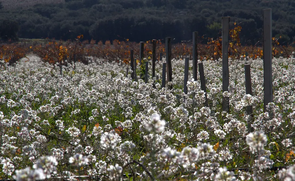 La roquette des vignes (diplotaxis)