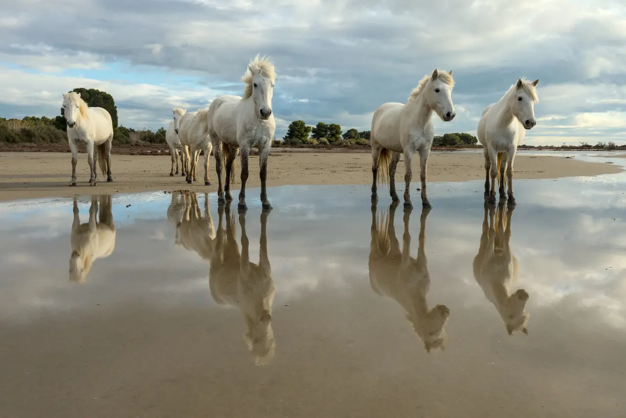 Saint-Laurent-d'Aigouze - Camargue horses - 04