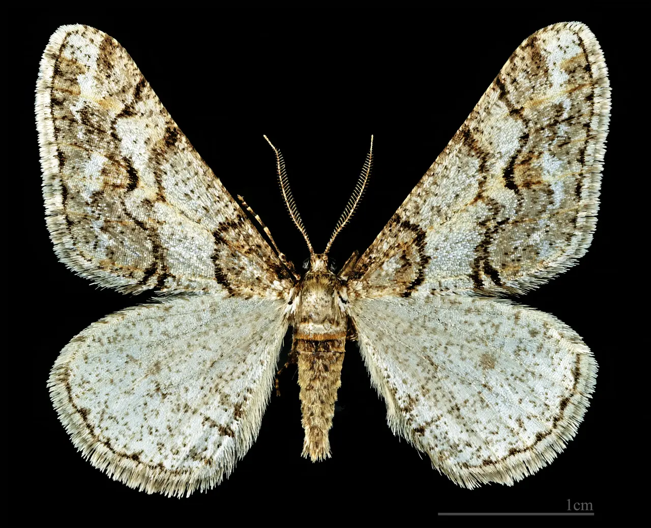 (MHNT) Agriopis leucophaearia - Sainte foy d'aigrefeuille Haute-Garonne France - Male dorsal
