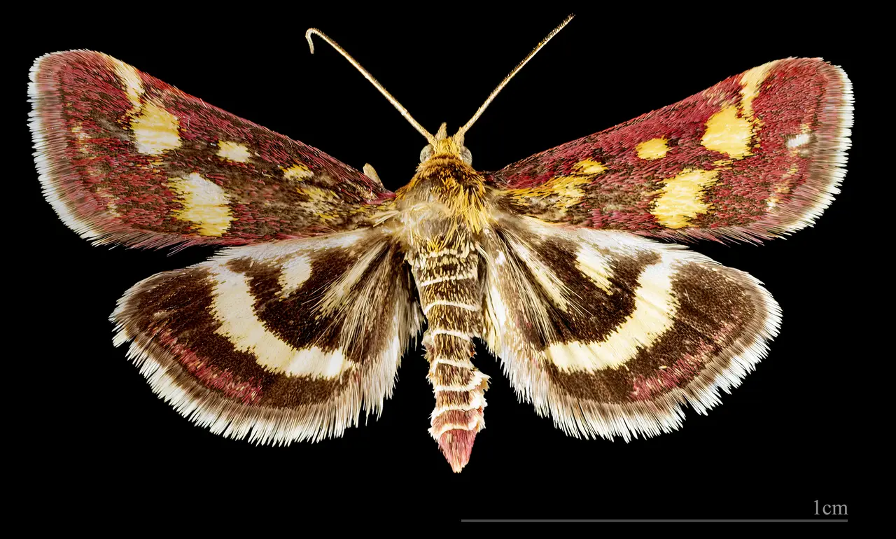 (MHNT) Pyrausta purpuralis - Sorèze (Tarn France) - male dorsal