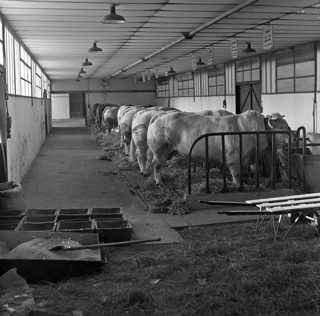 1970 Reportage à Soual Cliché Jean Joseph Weber-1