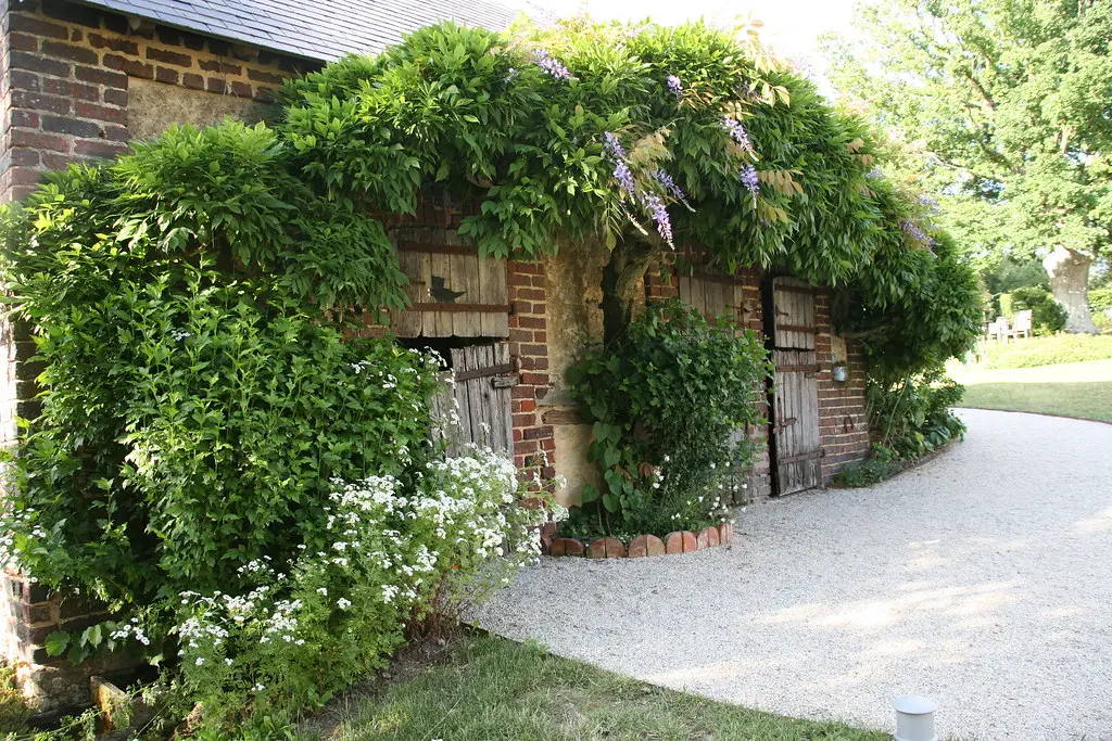 La glycine recouvre les soues