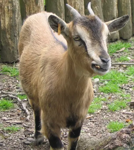 Hausziege in Tarbes-Tierpark