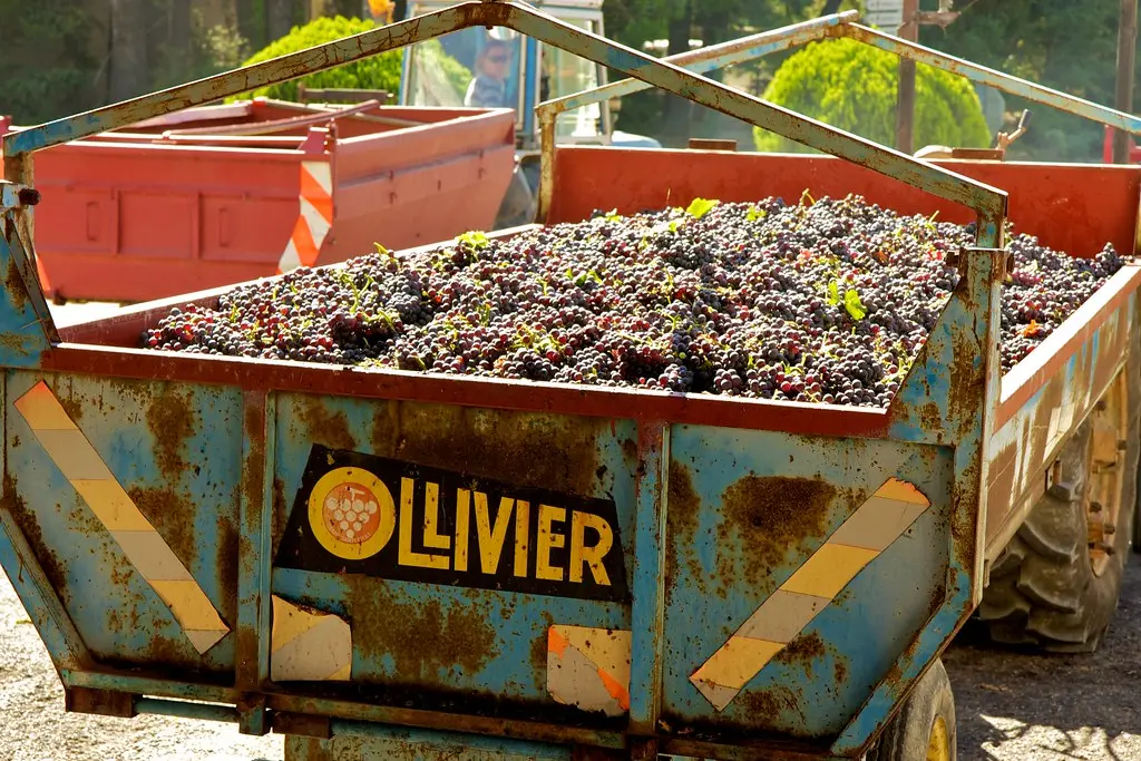 Tavel wine grapes