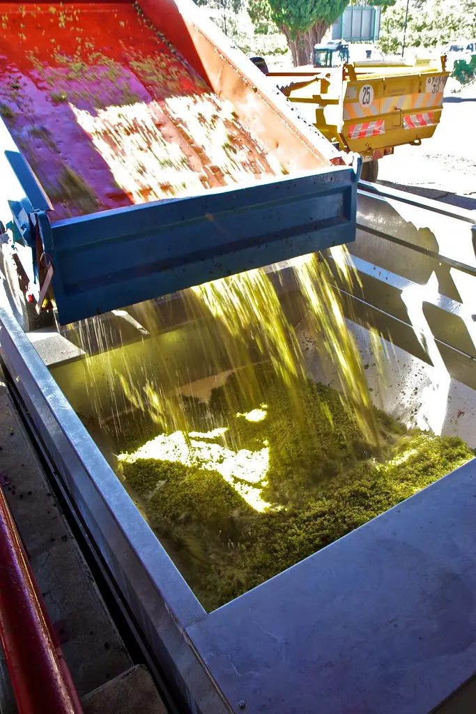 Tavel wine grapes