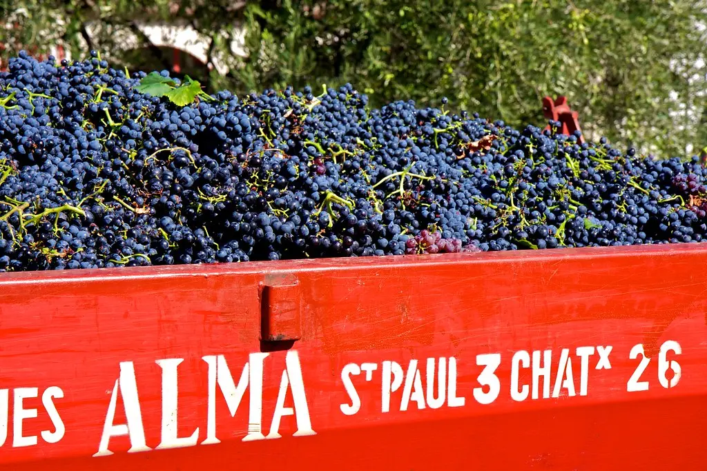 Tavel wine grapes