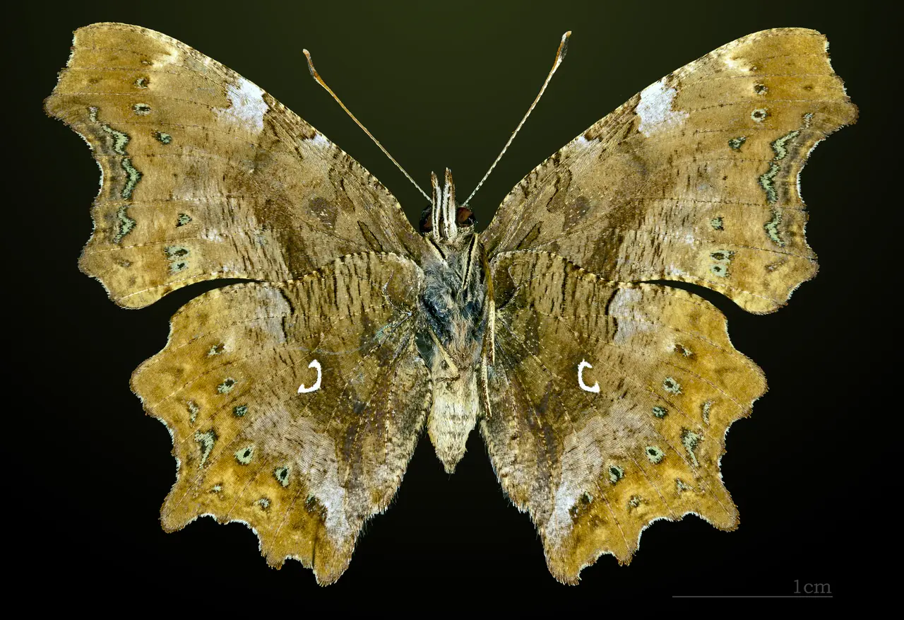 Polygonia c-album MHNT CUT 2013 3 19 Verdun sur Garonne Female Ventre