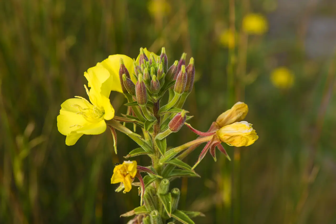 Oenothera biennis, Vic-la-Gardiole 01