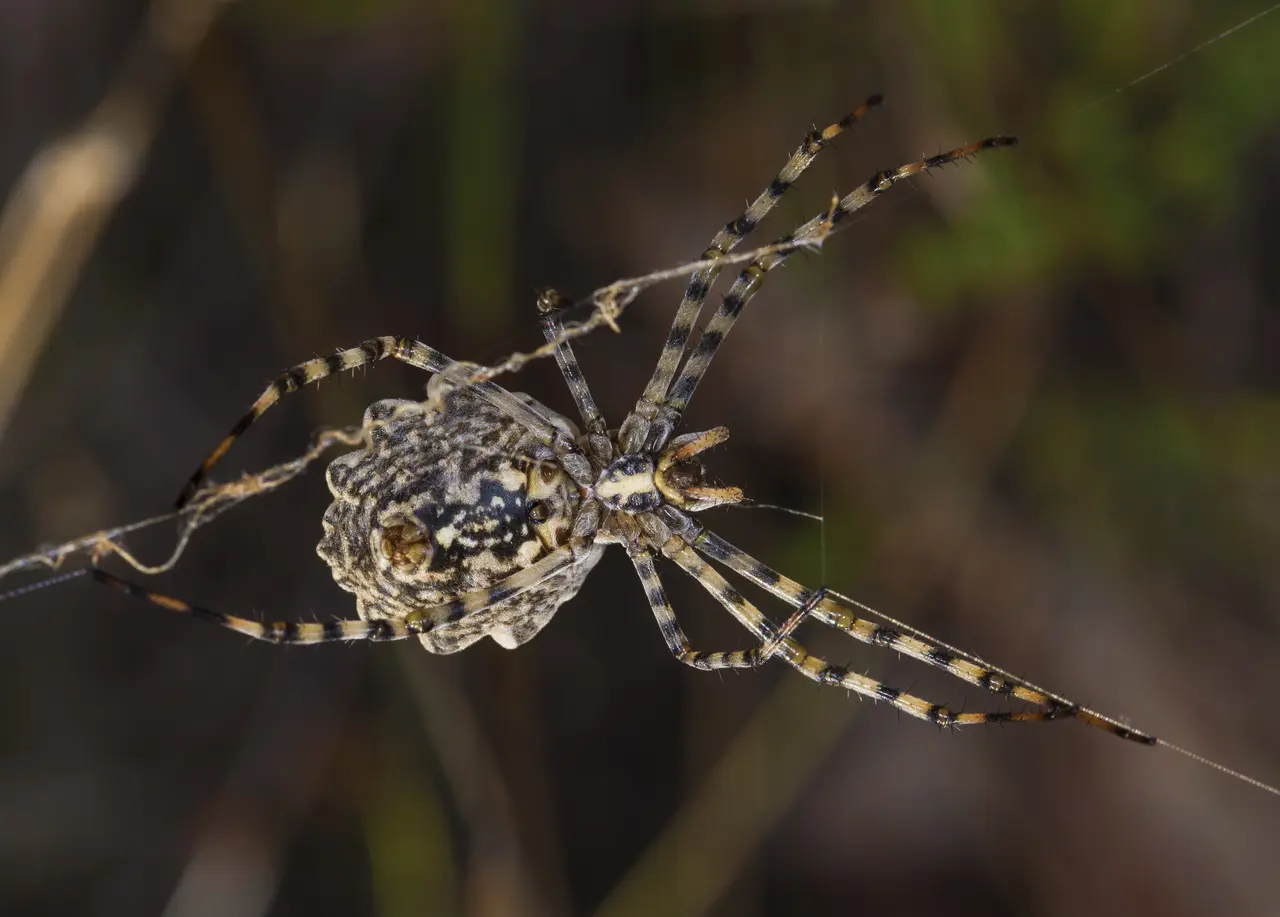 Argiope lobata, female. Villeveyrac 01
