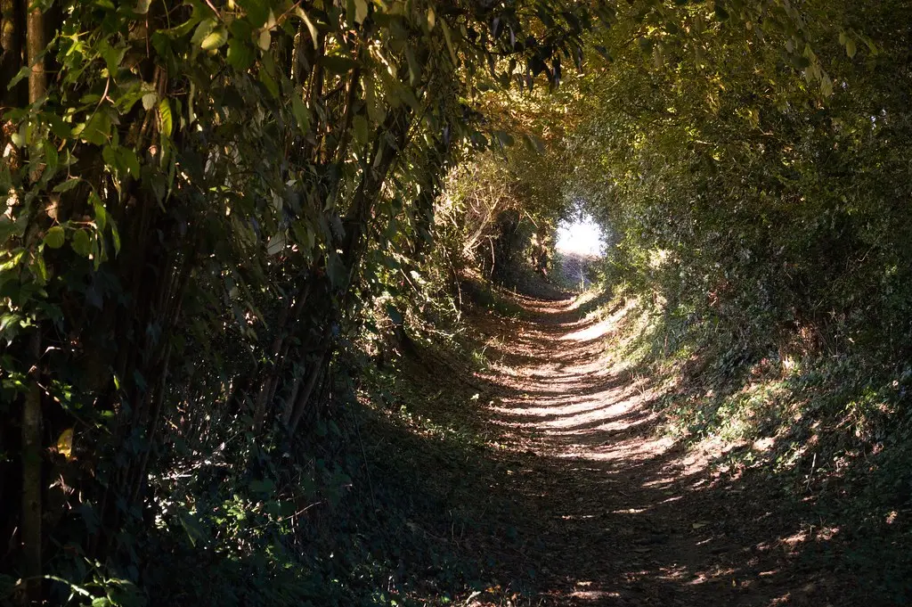 Chemin creux près de Bégrolles-en-Mauges (3)