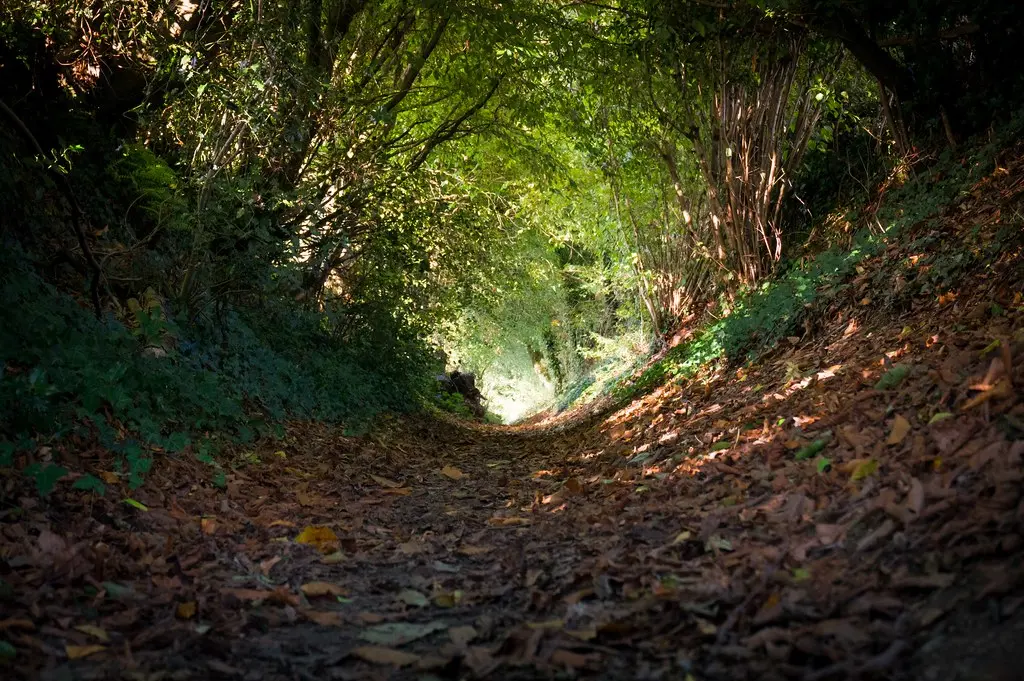 Chemin creux près de Bégrolles-en-Mauges (6)