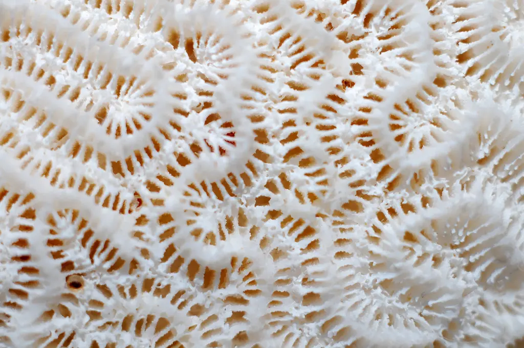 Brain Coral