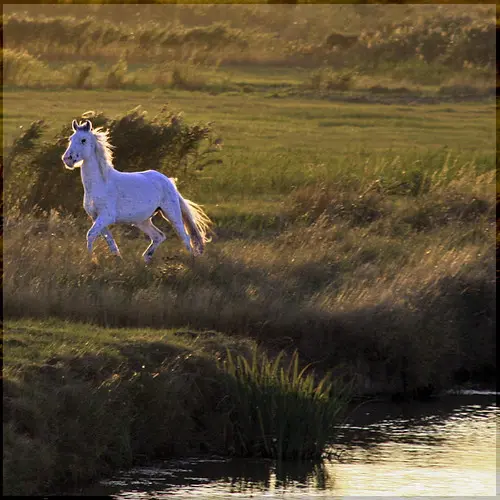 Givrand, Vendée, France