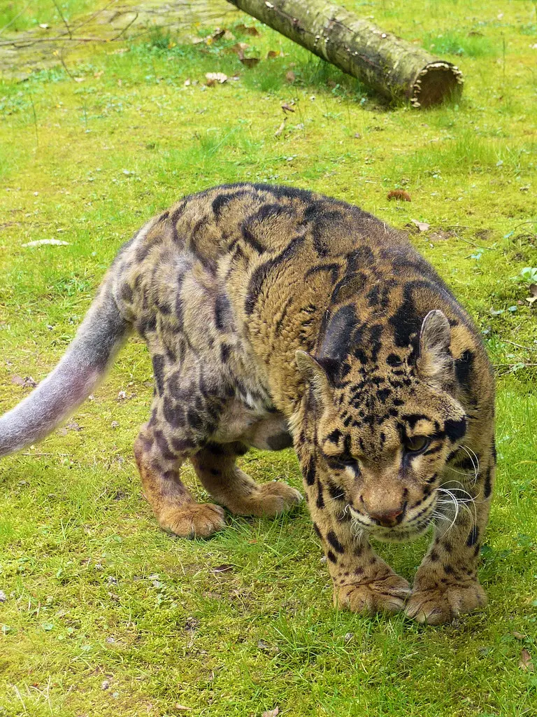Zoo de La Boissière du Doré - Panthère