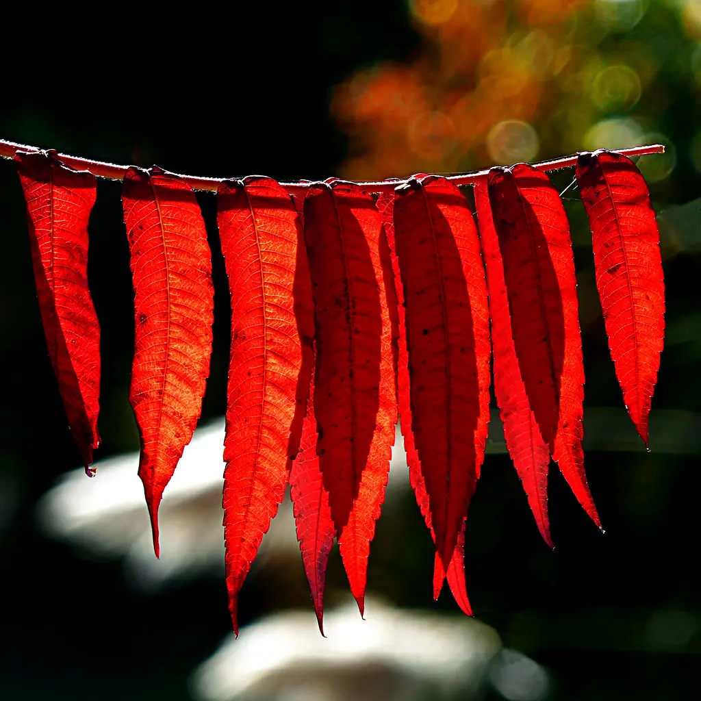 Sumac vinaigrier - Rhus typhina