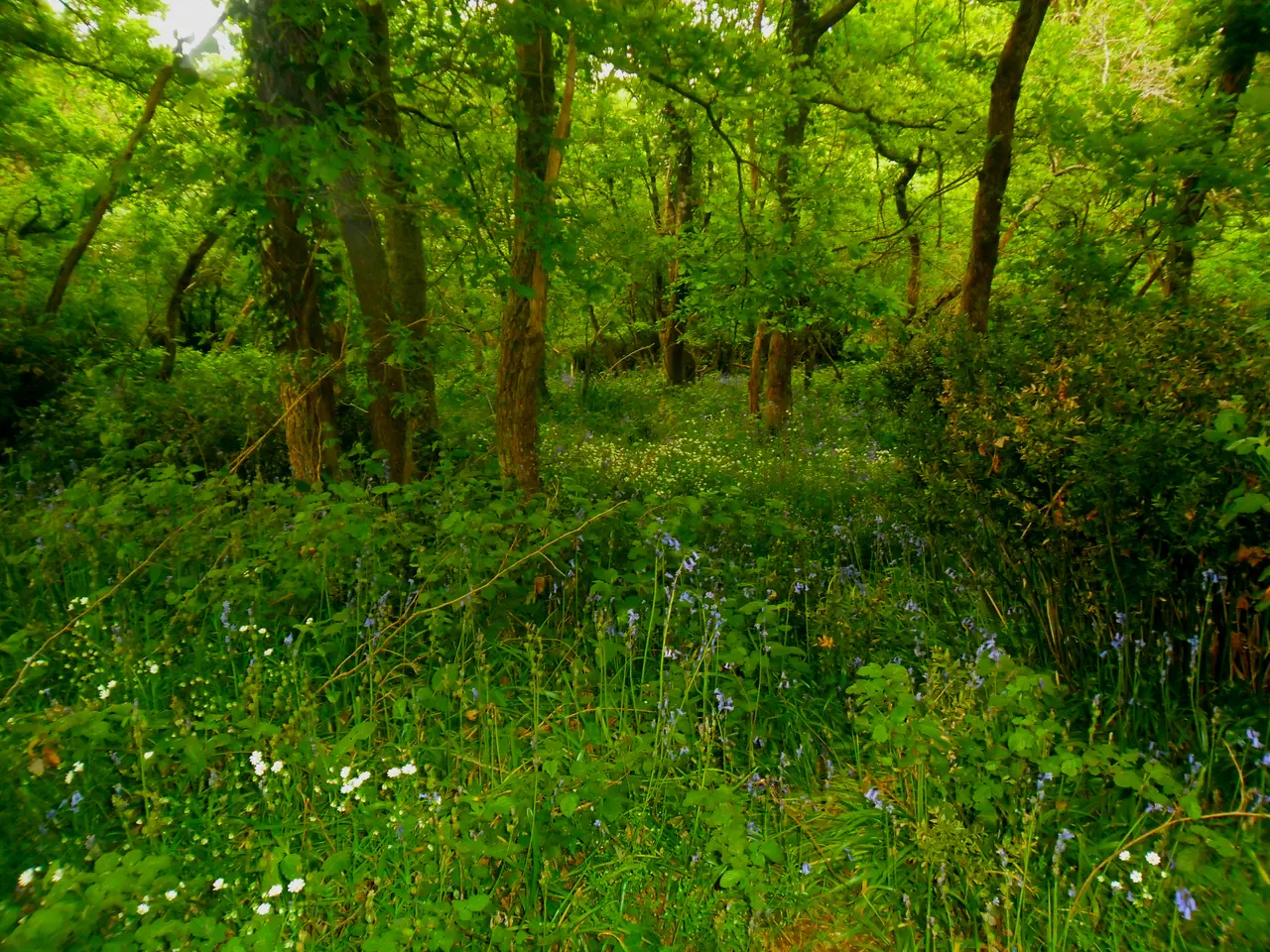 Bois du haut de Chalou, Les Rairies