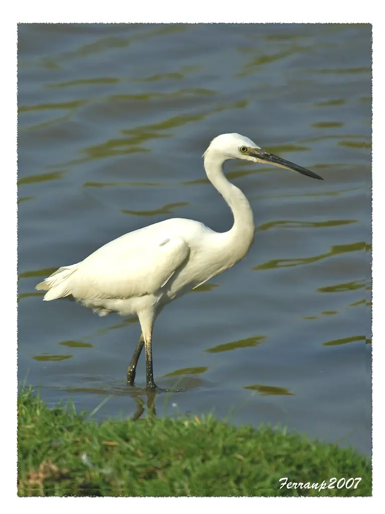 BIRDS IN WHITE - OCELLS EN BLANC martinet blanc - garceta común - little egrett - egretta garzetta
