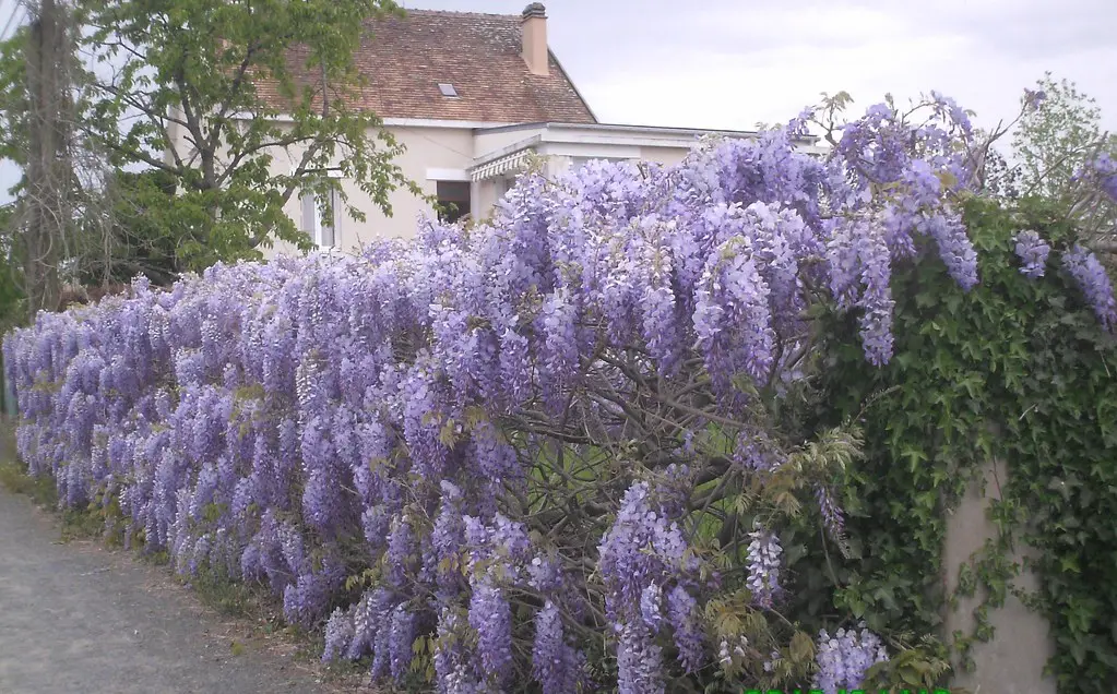 Mézeray