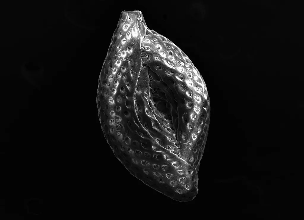 'Spiroloculina sp. benthic foraminifera' by Adrien Montillier, University of Geneva